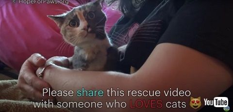 保護されて甘えん坊になった猫 