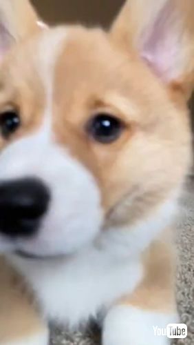 あどけない子犬のコーギー