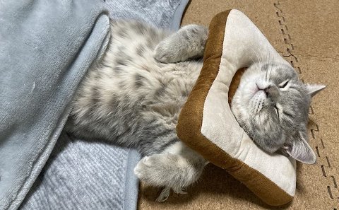 猫がこたつで睡眠