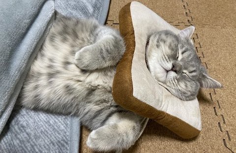 こたつ猫の寝相