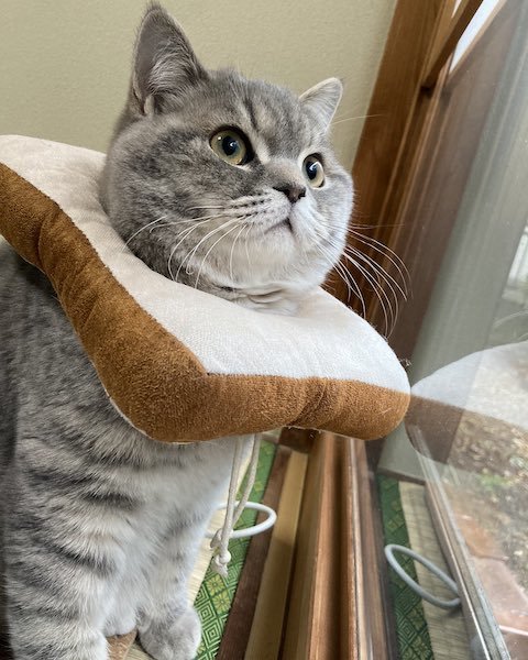 食パン猫が外を見る