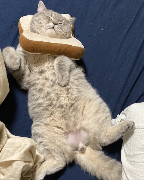 食パン猫がベッドでごろん