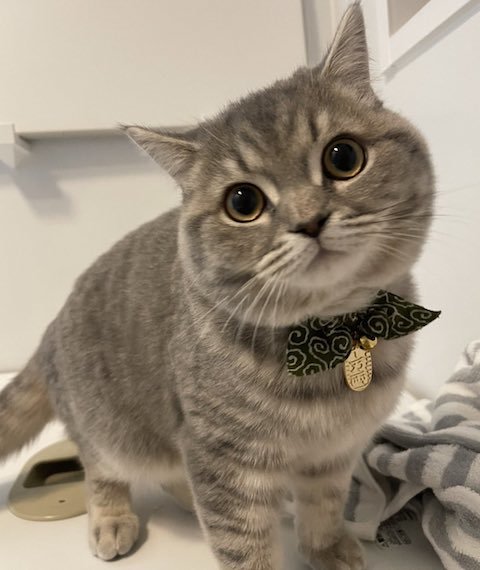 ブリティッシュショートヘアの上目遣い