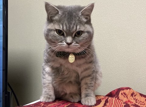 ブリティッシュショートヘアが見下ろし