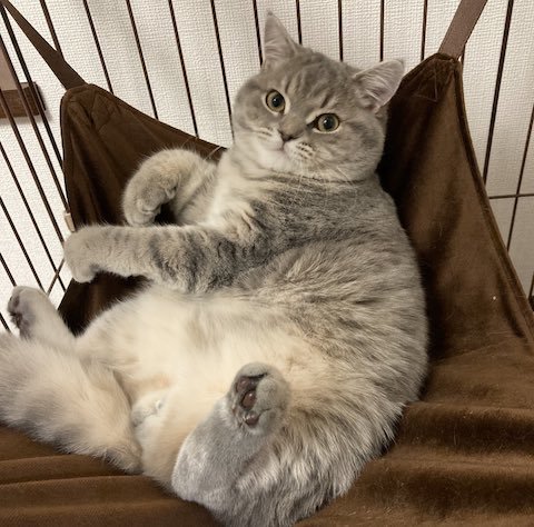 ブリティッシュショートヘアがハンモックでごろん