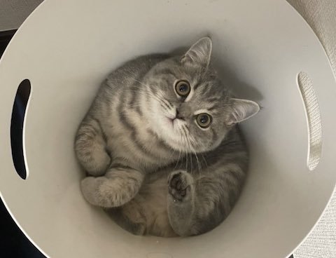 ブリティッシュショートヘアがごみ箱にこもる