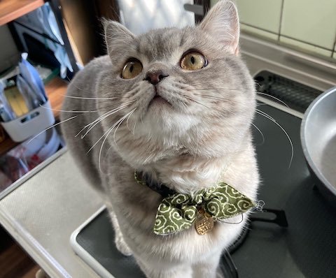 ブリティッシュショートヘアがキッチンを散歩