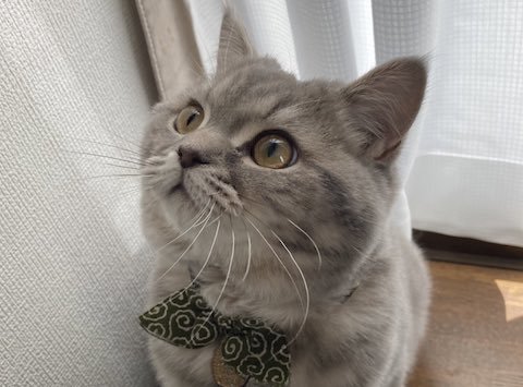 ブリティッシュショートヘアの見上げた顔