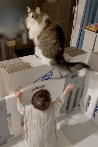 猫と幼児がしっぽでお遊び