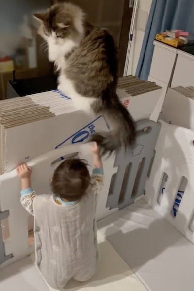 猫のしっぽをつかむ赤ちゃん