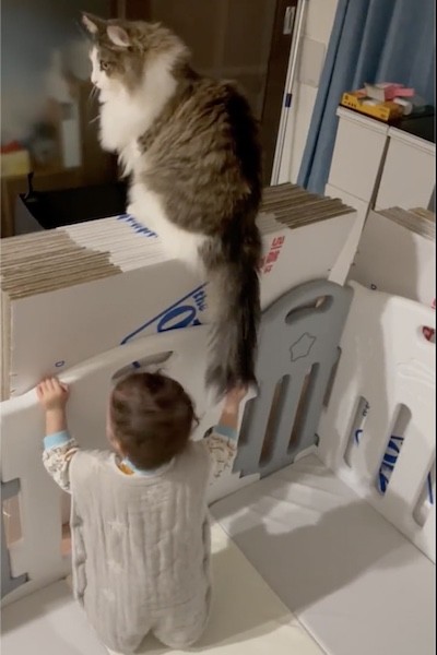 猫のしっぽを引っ張る赤ちゃん