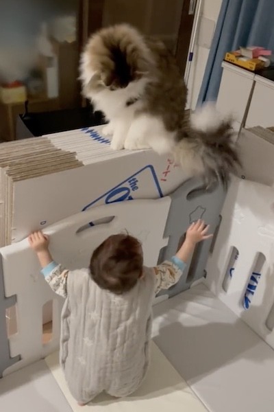 しっぽを振って挑発