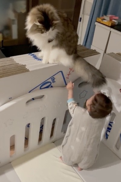 しっぽを追いかける赤ちゃん