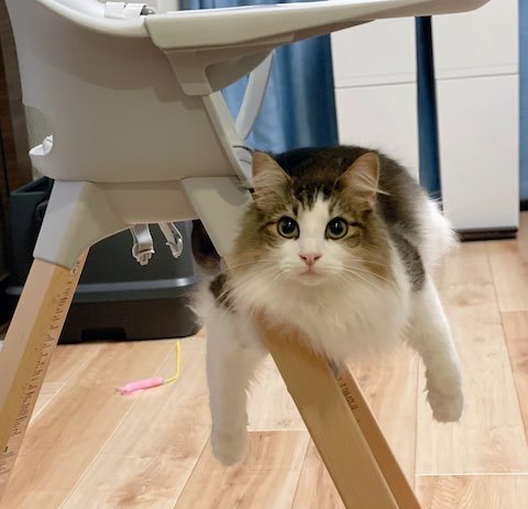 ノルウェージャンフォレストキャットが飛ぶ