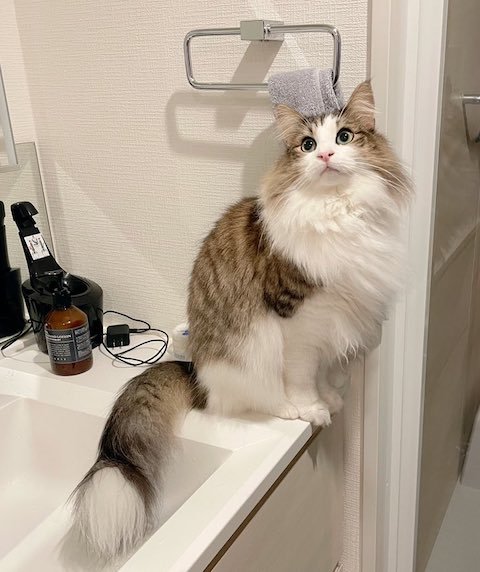 ノルウェージャンフォレストキャットがタオル代わり