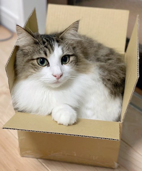 ノルウェージャンフォレストキャットが箱詰め