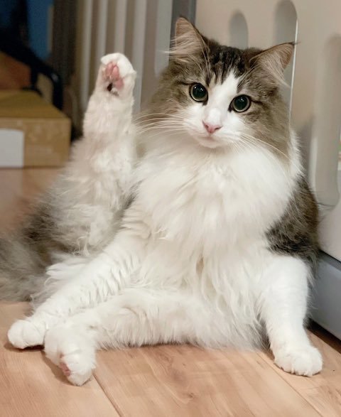 ノルウェージャンフォレストキャットが挙手