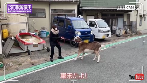 与田祐希と実家のヤギ
