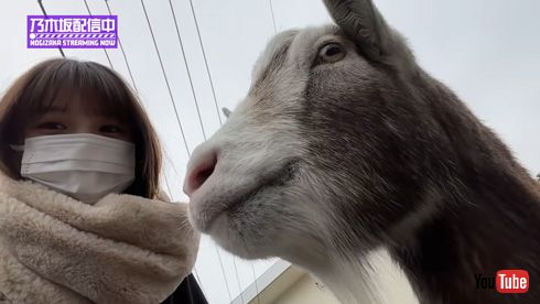 与田祐希と実家のヤギ