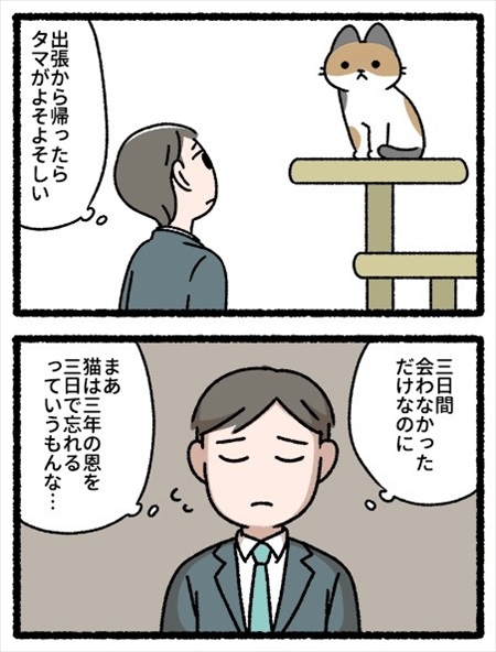 よそよそしい猫