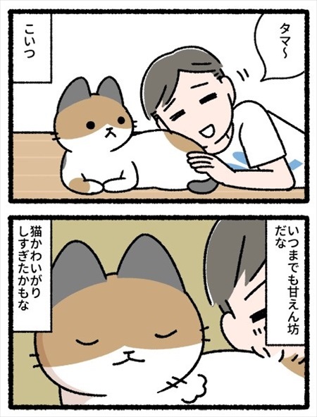 猫のことわざ