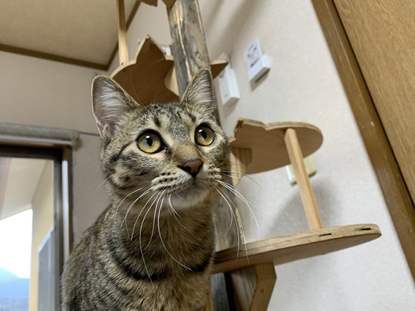 キャットタワーと猫
