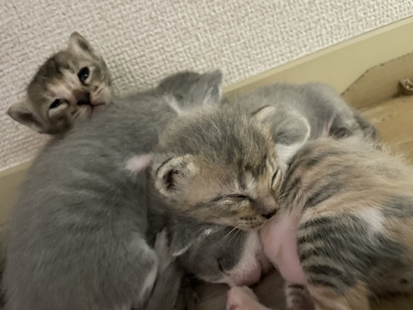子猫たち