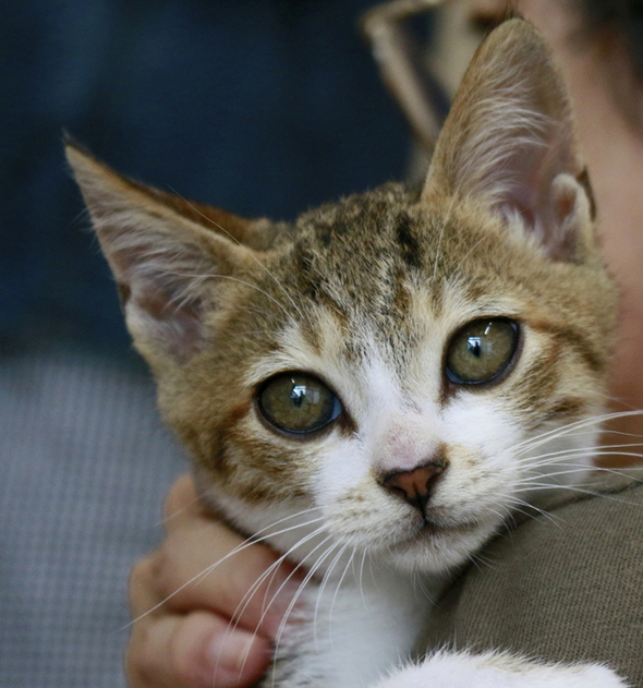 こちらを見る猫顔アップ