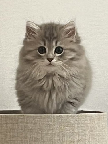 キャットタワ―の上でなんだか丸い猫のアップ