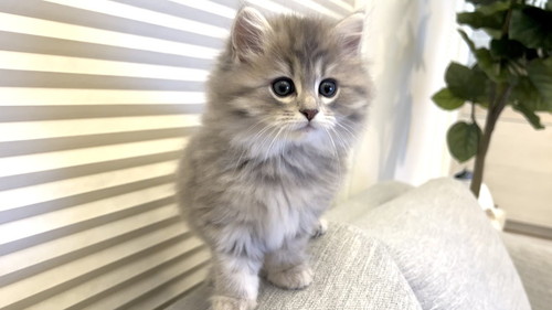 ソファの背に乗る猫