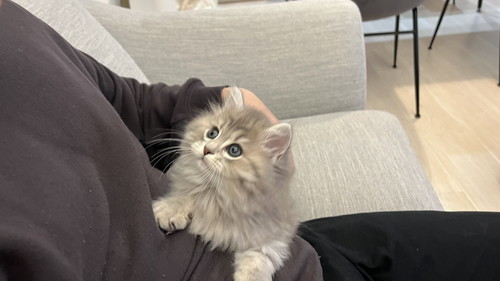 飼い主に甘える猫