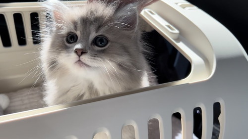 お迎え初日の猫