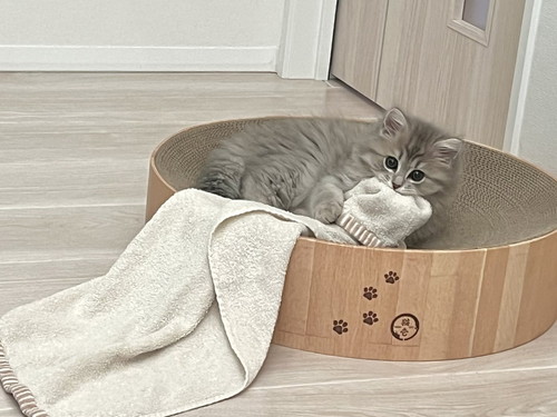 タオルをかむ猫