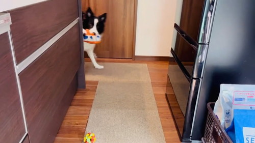 仲良しなワンコ