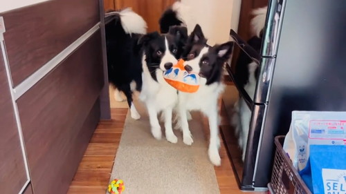 ボーダーコリーの兄妹