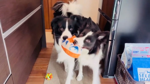 仲良しなボーダーコリー