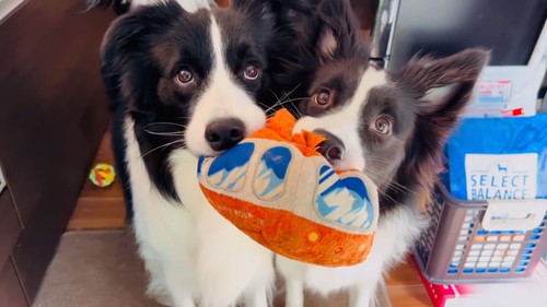 ボーダーコリー2匹