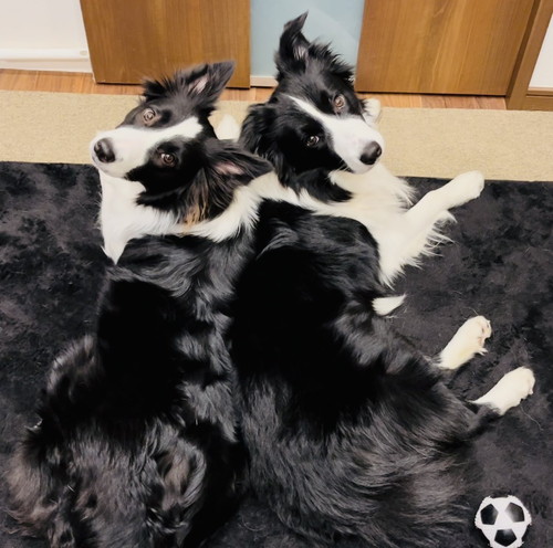 かわいいボーダーコリー