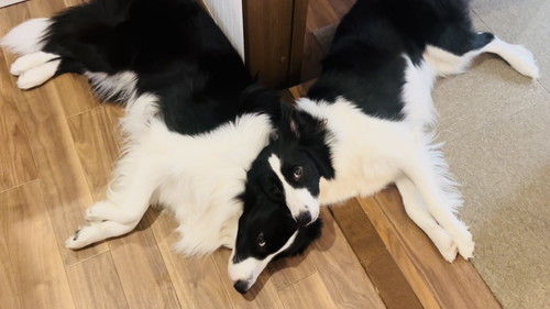 ごろんするボーダーコリー