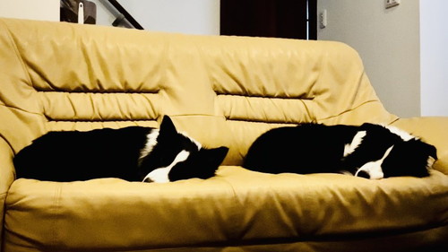 すやすや眠るボーダーコリー