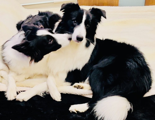 ラブラブなボーダーコリー