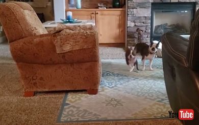 走る犬と迷惑そうな