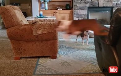すごいスピードで走る犬