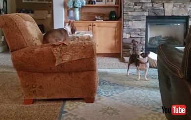 走る犬と迷惑そうな犬