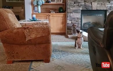 走り終わってホッとする犬