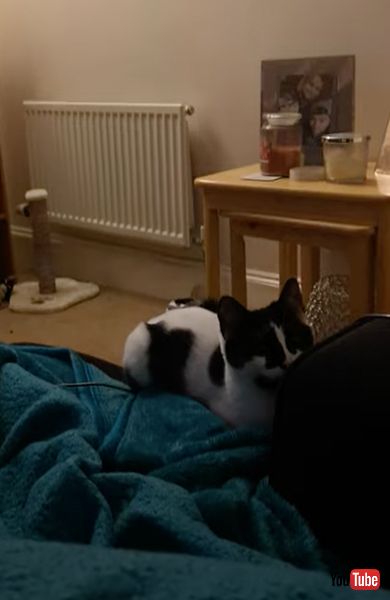 飼い主に期待の目を向ける猫