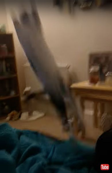 空中でおもちゃをキャッチする猫