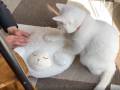 「夫はこうして日頃の疲れをとっている」　猫の“モミモミ体験教室”に参加する姿に「私も参加したい」と反響