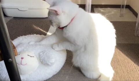 もみもみする猫