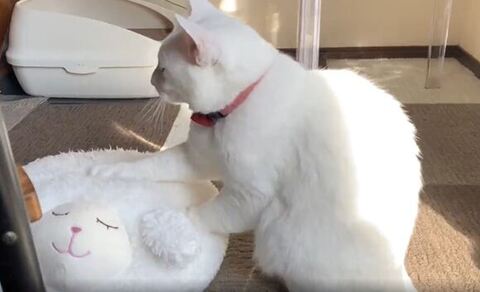 日に当たってもみもみする猫